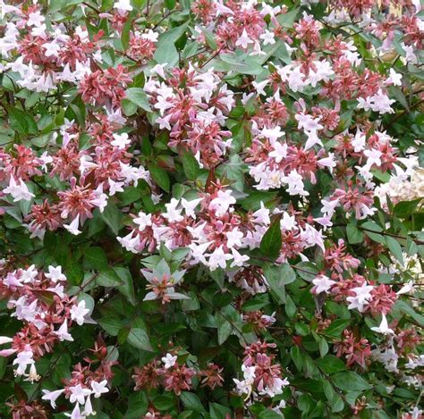 Glossy Abelia | Abelia x grandiflora 'Sherwood' | CANADA | Plants, Plant supplies, All plants