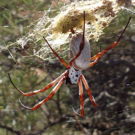 Meet the Golden Orb Weaving Spider | Western Australian Museum