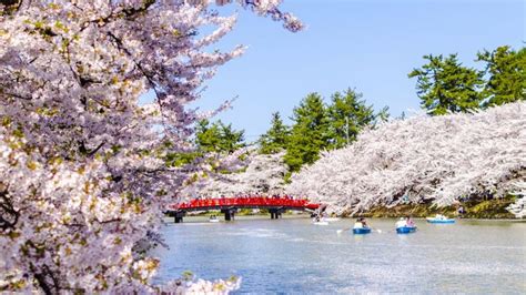 Sakura Japanese Cherry Blossom Garden Wallpaper A collection of the top 62 japanese sakura ...