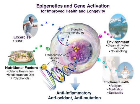 Wisdom Quarterly: American Buddhist Journal: Epigenetics: disease-free with 90 nutrients