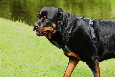 101 Feminine Rottweiler Names + Meanings - worldpetinfo.com