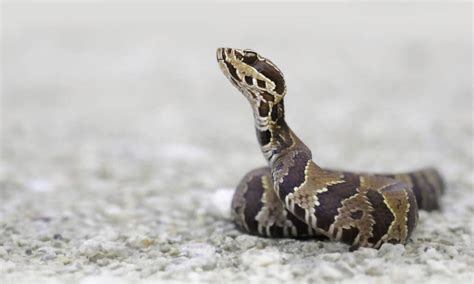 When Does Baby Cottonmouth Season Start? - AZ Animals