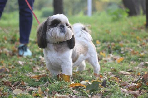 Pekingese Shih Tzu Mix Care Guide: A Pampered Palace Pup | Shih tzu mix ...