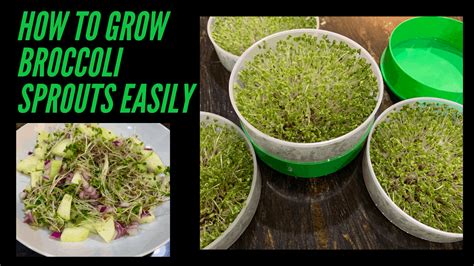 Health Benefits of Broccoli Sprouts and How to Grow Them - Cook2Nourish