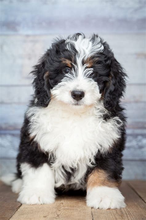 Bernese Mix Puppies - Bronco! Our new baby. Half Great Pyrenees and half Bernese ... / Learn ...