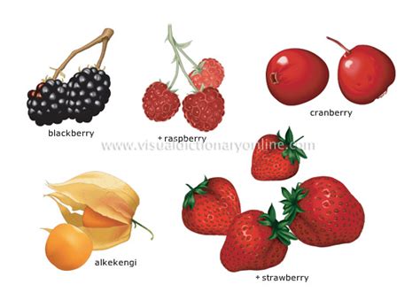 FOOD & KITCHEN :: FOOD :: FRUITS :: BERRIES [2] image - Visual Dictionary Online