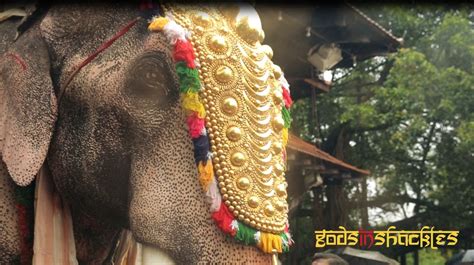 February Has Been Brutal For Elephants And Deadly For People In Kerala | HuffPost Canada Life