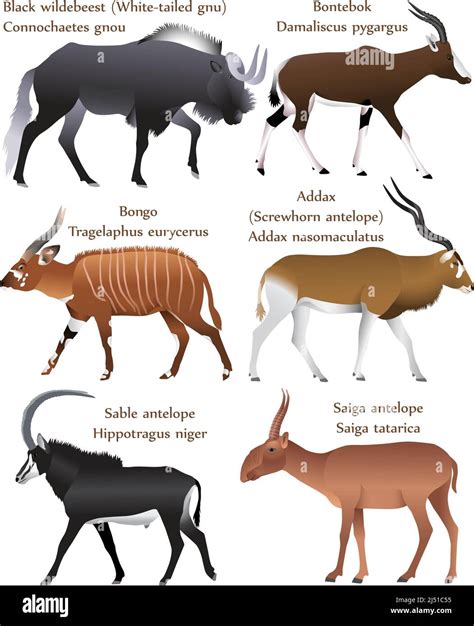 Asian antelope species Cut Out Stock Images & Pictures - Alamy