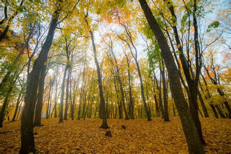 Magical autumn forest stock photo. Image of beautiful - 143619686