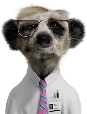 Sergei - Compare the Meerkat | Meerkat, Baby sketch, Baby animals