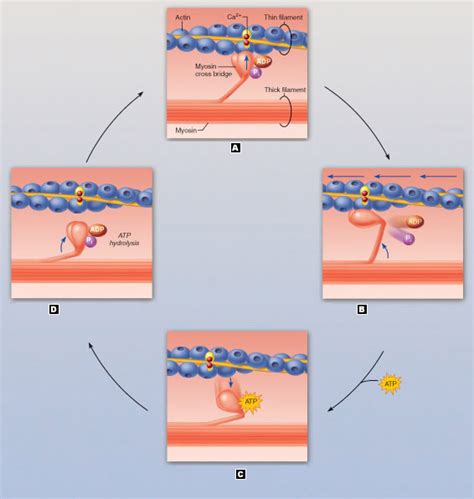 Cross Bridge Cycle Diagram | Quizlet