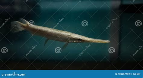 Juvenile Platinum Florida Gar Fish Stock Image - Image of portrait, armored: 183857469