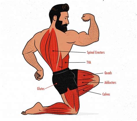 The Barbell Front Squat Guide (for Building Muscle)