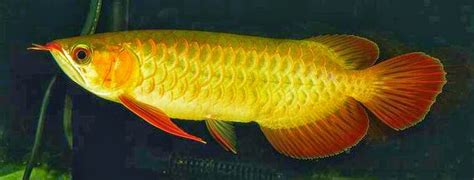 Indahnya gan... Gambar Foto Ikan Arwana Golden Red Ini | Info Terbaru 2017