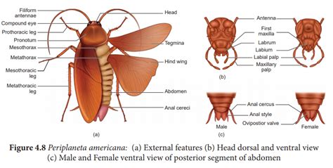 Cockroach (Periplaneta americana) - Classification, Morphology, Anatomy ...