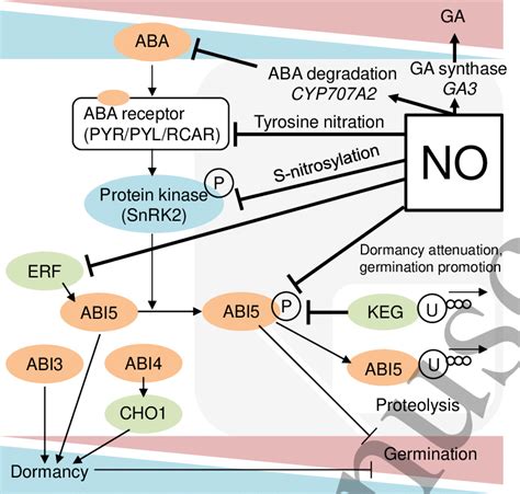 A phytohormone balance between abscisic acid (ABA) and gibberellin (GA)... | Download Scientific ...