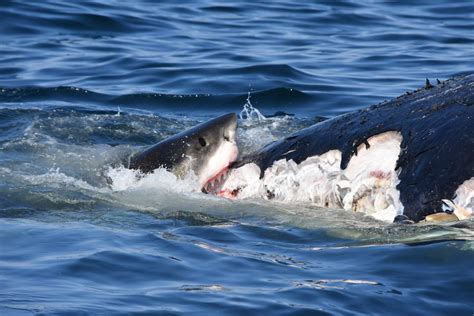 Cape shark researchers take advantage of great whites feasting on dead whale, tag 5 of the apex ...