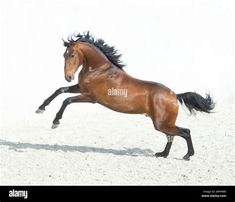 Bay Horse prancing Stock Photo - Alamy