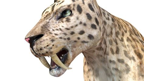 Saber Tooth Leopard Rigged 3D asset | CGTrader