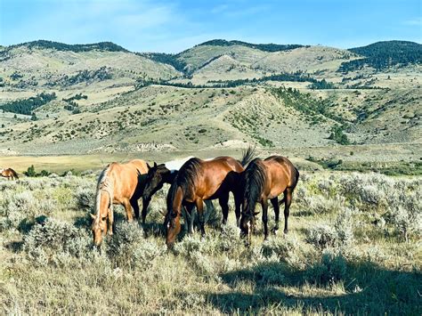 A massive Montana ranch from 'A River Runs Through It' is set to sell ...