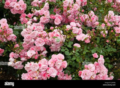 Profuse pink bush roses flowering Stock Photo - Alamy