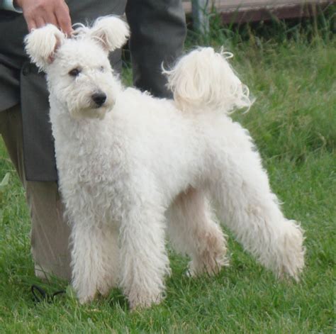 White Pumi dog photo and wallpaper. Beautiful White Pumi dog pictures