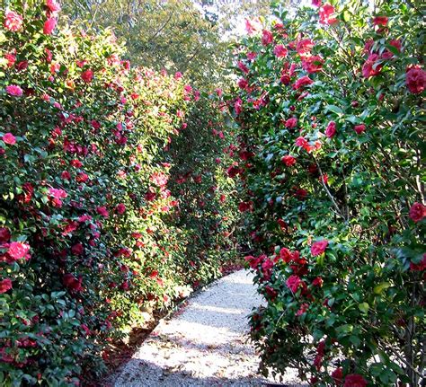 The Martha Brooks Camellia Garden | Dallas Arboretum and Botanical Garden