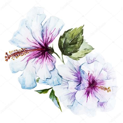 Watercolor hibiscus flower — Stock Vector © ZeninaAsya #73419039