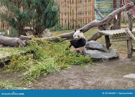 Qinling Panda Ailuropoda Melanoleuca Qinlingensis Eating Bamboo Leaves ...