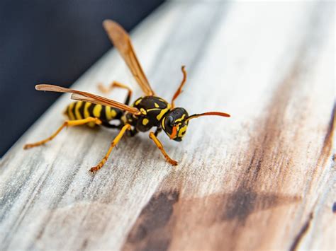 Wasp Deterrent: How To Get Rid Of Wasps