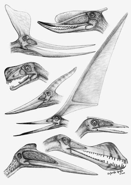 Pterosaur crests :) | Dinosaur art, Prehistoric animals dinosaurs, Dinosaur sketch