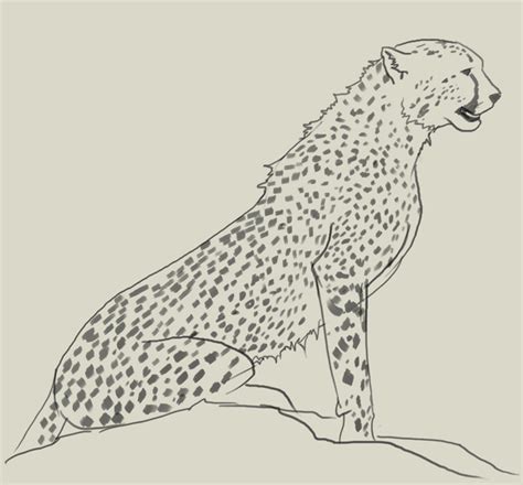 Simple Cheetah Drawing at GetDrawings | Free download