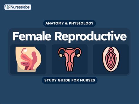 Female Reproductive System: Anatomy and Physiology