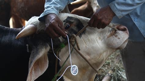 Report On Anthrax: Millions Of Animals — And People — Are At Risk : Goats and Soda : NPR