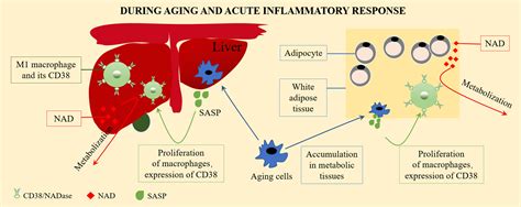 Frontiers | CD38: A Significant Regulator of Macrophage Function