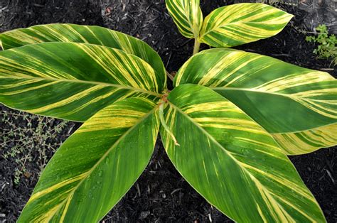 Alpinia zerumbet ‘Variegata’ – Brian's Botanicals