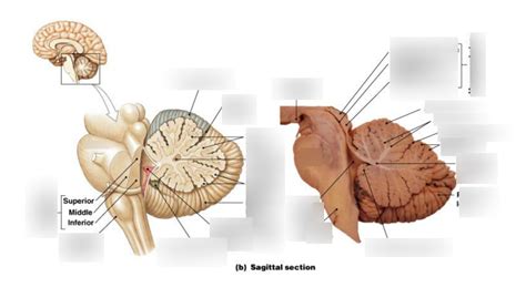 Cerebellum and part of the brain stem Diagram | Quizlet