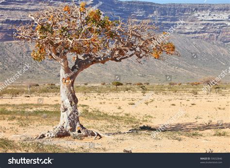 Myrrh Tree (Commiphora Myrrha Is A Tree In The Burseraceae Family) Stock Photo 50632846 ...