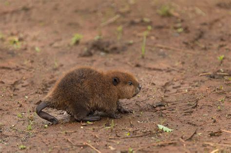 Baby Beaver: 9 Pictures and 8 Incredible Facts - A-Z Animals