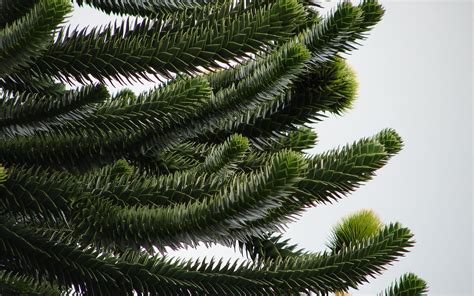 Araucaria araucana | Types of pine trees, Gymnosperm, Beautiful tree