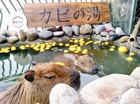 Capybara across Japan ward off the sniffles by bathing with yuzu, delivering big dose of ...