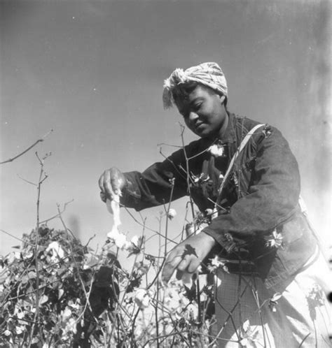 Cotton Picker Free Photo Download | FreeImages