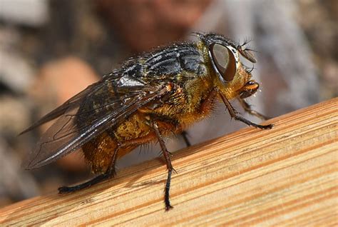 Western Goldenhaired Blowfly | Calliphora albifrontalis Ther… | Flickr