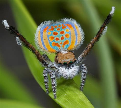 Return of the Dancing Peacock Spiders | WIRED