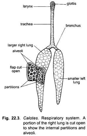 Respiratory System of Garden Lizard (With Diagram) | Chordata | Zoology