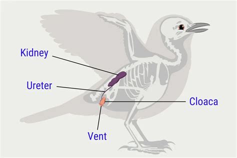 How Do Birds Pee? - Learn the amazing urinary systems of birds