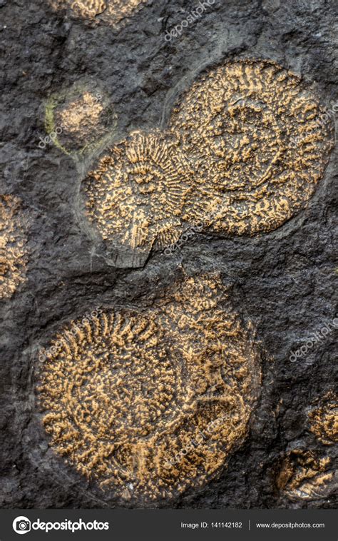 Fossil snail ammonite — Stock Photo © adistock #141142182