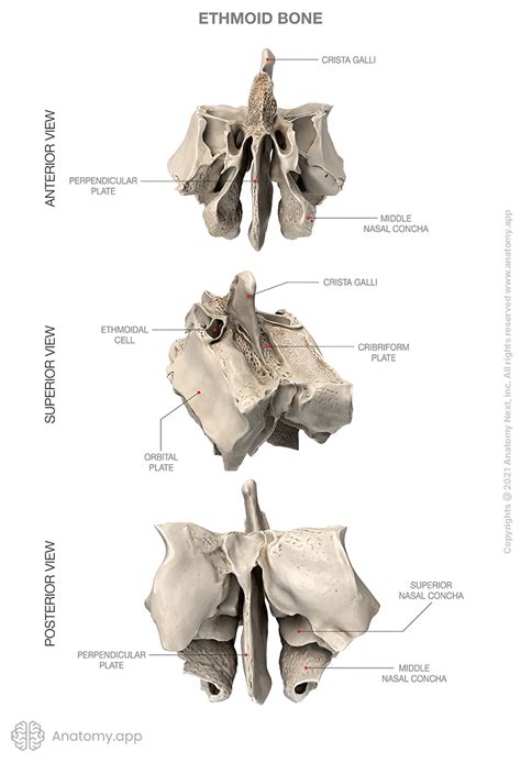 Ethmoid bone | Encyclopedia | Anatomy.app | Learn anatomy | 3D models ...