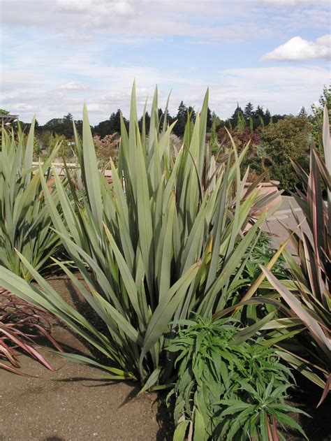 Phormium tenax New Zealand Flax | Garden Center Marketing