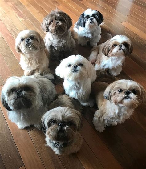 Jersey Shih Tzu Breeder - Shih Tzu Dog